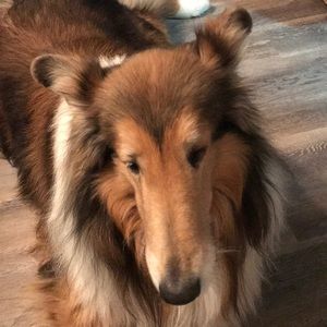 Meet your Posher, Diana